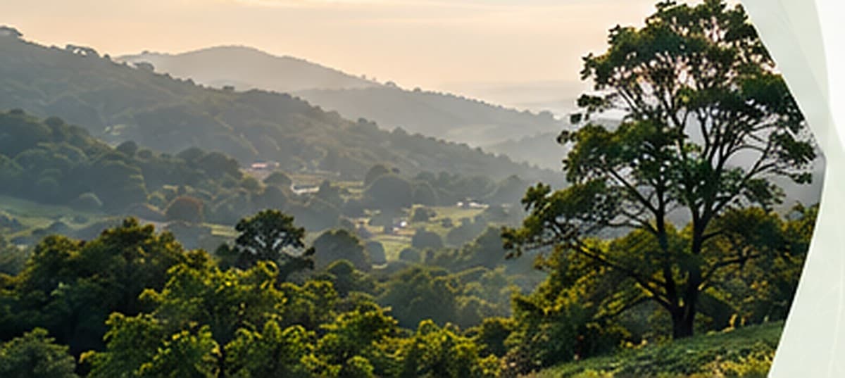 Forested hills in morning light